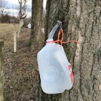 A New Venture: Collecting Sap for Maple Syrup